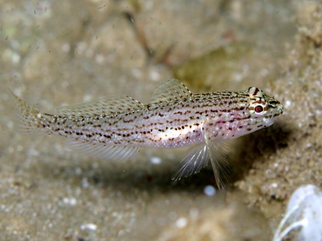 Gobius fallax (Sarato, 1889)